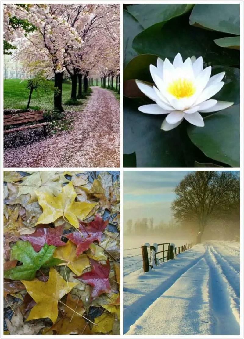 Featured image of post 四季